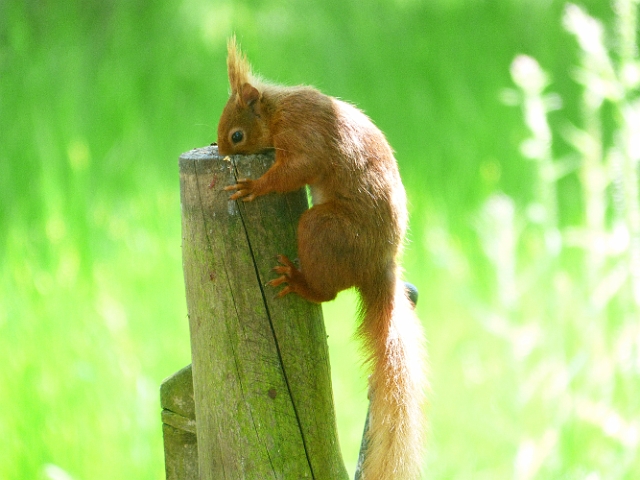 19 06 15_5038_edited-1.jpg - RED SQUIRREL - BROWNSEA ISLAND, DORST - 19.6.14
